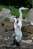 greyheron