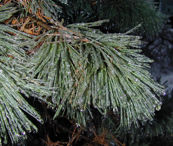 Pine