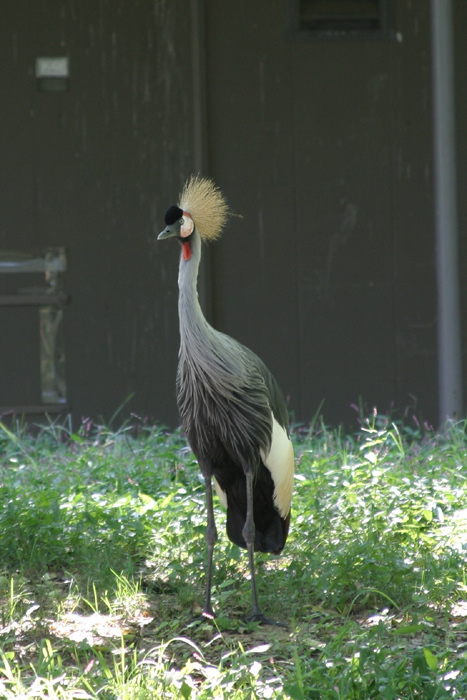 East African Crowned Crane