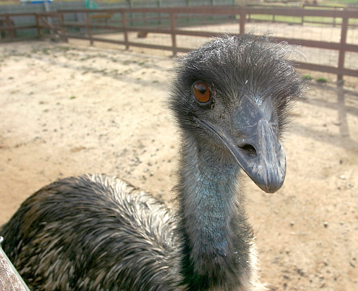 emu2.jpg